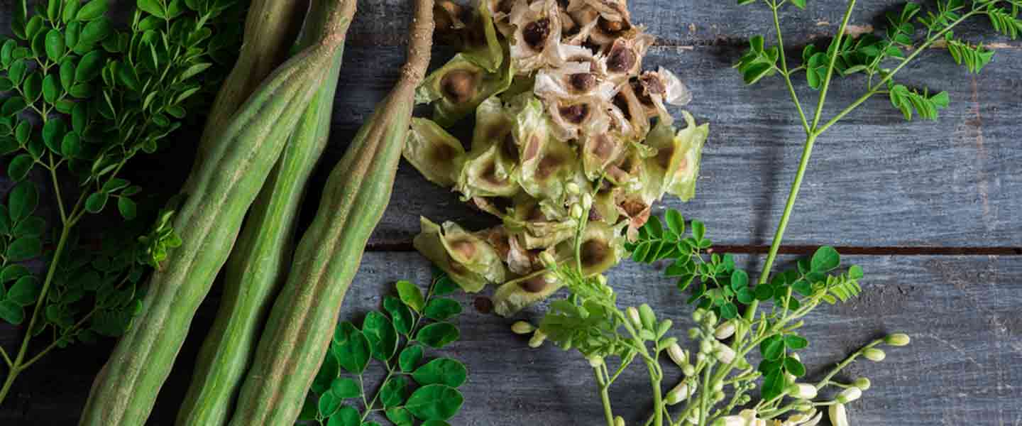 Dè a th ann an tì Moringa, Dè na buannachdan a th ann an tì Moringa?